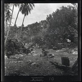 [Narau] Mr Cude's Experimental Garden Looking NNW [North by Northwest]