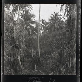 [Narau] A Grove of Pandanus Trees Growing in one of the Old Pits 