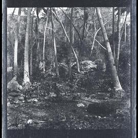 [Narau] Coral Boulder in Anibari Dist[rict] Near the Leper St[atio]n 