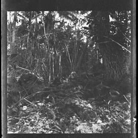 [Narau] Remains of Boundary Wall of Stones in the Bush in Meneŋ (on Topside)
