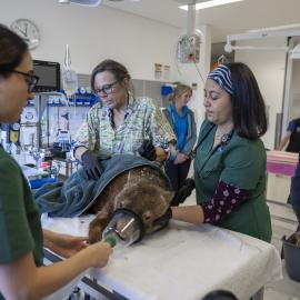 Wildlife Health and Conservation Hospital at Camden Campus