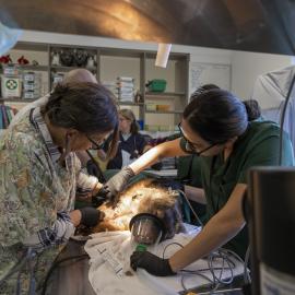 Wildlife Health and Conservation Hospital at Camden Campus