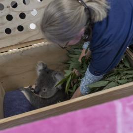 Wildlife Health and Conservation Hospital at Camden Campus