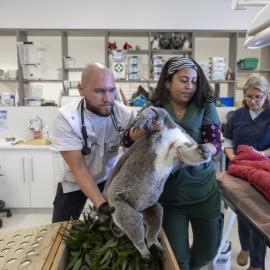 Wildlife Health and Conservation Hospital at Camden Campus