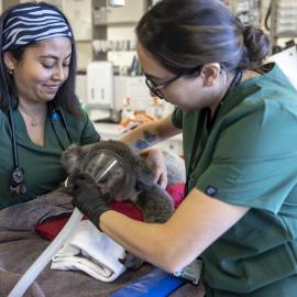 Wildlife Health and Conservation Hospital at Camden Campus