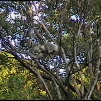 Koalas at Crommelin Research Station