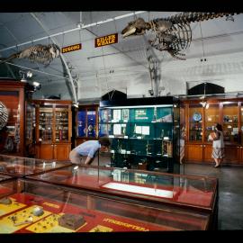 Macleay Museum