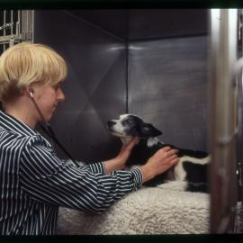 Veterinary Clinic Student with Dog