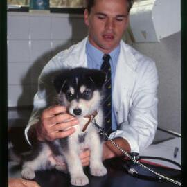 Veterinary Clinic Student with Dog