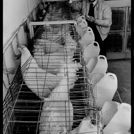 Associate Professor Derick Balnave, Poultry Husbandry Unit Director