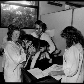 Veterinary Science Students in Veterinary Hospital with a Dog